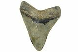 Fossil Megalodon Tooth - North Carolina #328824-1